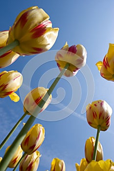 Tulipanes 