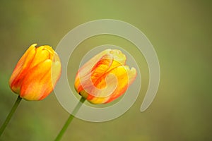 Tulips