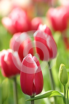 Tulips