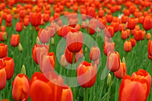 TULIPS-6