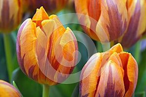 Tulipani 