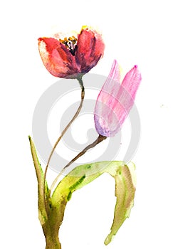 Tulips