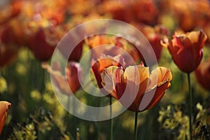 Tulips