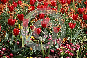 Tulips