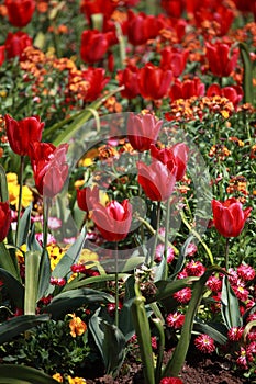 Tulips