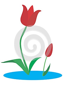 Tulipani 