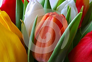 Tulips