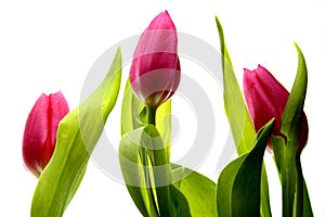 Tulpen 