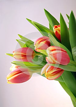 Tulips