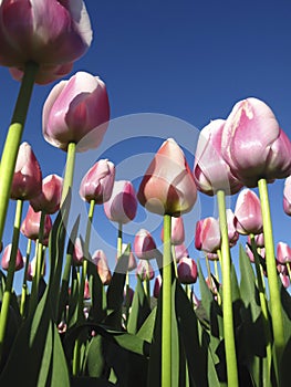 Tulips