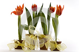 Tulips