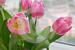 Tulips