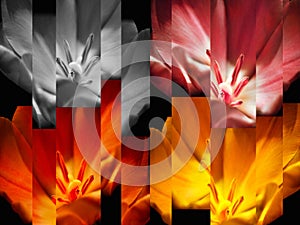 Tulips abstract background