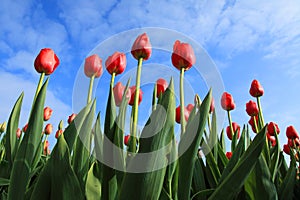 Tulips against blue sky