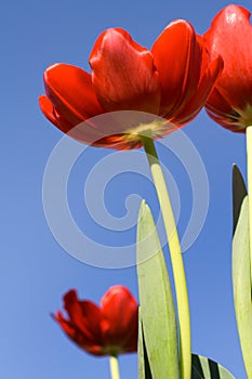 Tulips Against A Blue Sky