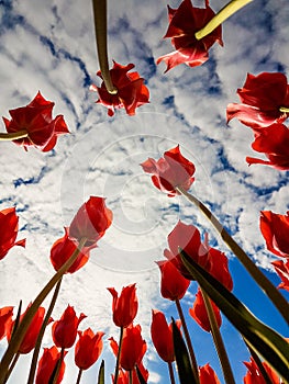 Tulips against blue sky and clouds