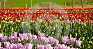 Tulips on agriculture field Holland