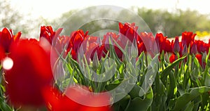 Tulips on agruiculture field holland