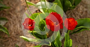 Tulips on agruiculture field holland