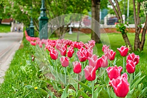 Tulips in the Alexander Garden near the Kremlin Wall in Moscow.