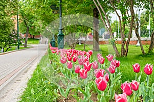 Tulips in the Alexander Garden near the Kremlin Wall in Moscow.