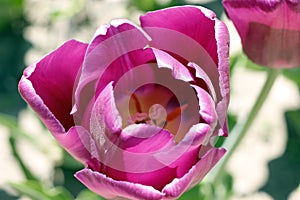 Tulips amazing spring flowers. Pink tulips flowers of love photo