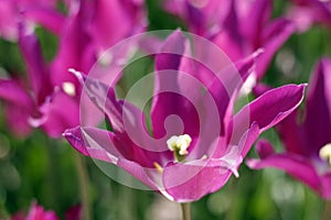 Tulips amazing spring flowers. Purple tulips flowers of love photo
