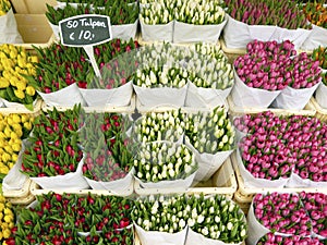 Tulips in Amsterdam