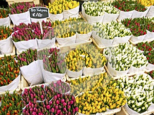 Tulips in Amsterdam