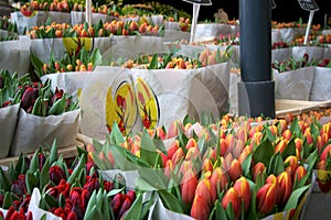 Tulips Amsterdam