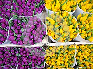 Tulips in Amsterdam photo