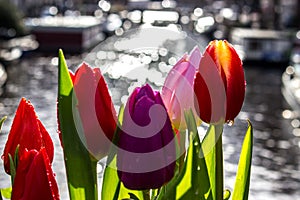 Tulips - Amsterdam - Buildings