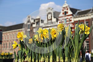 Tulips in Amsterrdam
