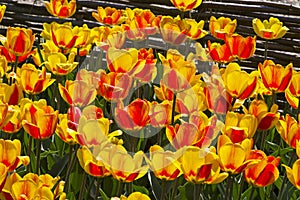 Tulips of the Andre Citroen species