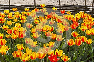 Tulips of the Andre Citroen  species