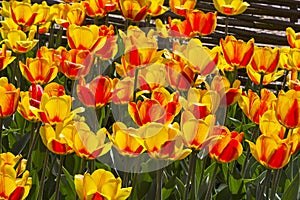 Tulips of the Andre Citroen  species