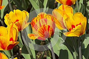 Tulips of the Andre Citroen  species