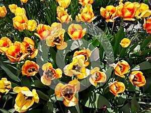 Tulips apeldoorn in a flower box