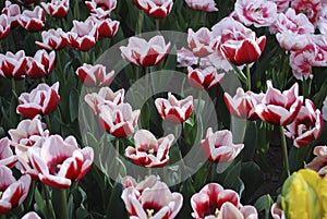 Tulips Armada Triumph Group grown in the park. photo