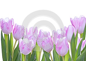 Tulips as Background