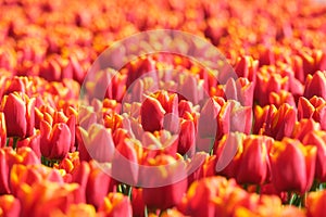 Tulips as a background. Field. Blooming season. Colors as background and wallpaper.