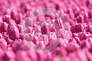 Tulips as a background. Field. Blooming season. Colors as background and wallpaper.