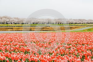 Tulips in the background , the town of Asahi in Toyama Japan