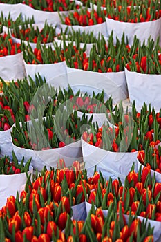 Tulips in bags