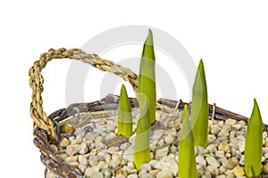 Tulips in basket on white