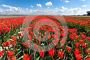 Tulips. Beautiful colorful red flowers