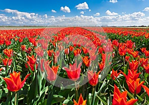 Tulips. Beautiful colorful red flowers in the morning in spring , vibrant floral background, flower fields in Netherlands.