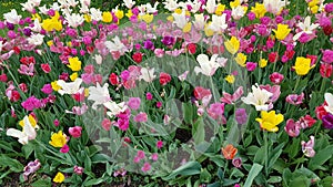 Tulips beautiful flower fields in Germany