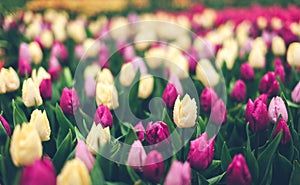 Tulips. Beautiful multicolored flowers in spring park, floral background