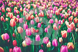 Tulips. Beautiful multicolored flowers in spring park, floral background